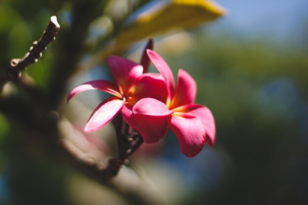 Zdjęcie kwiaty frangipani na krzaku