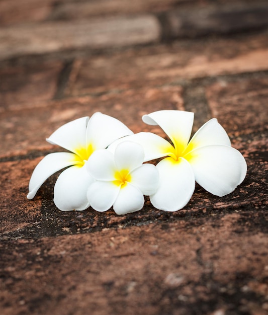 Kwiaty Frangipani Plumeria