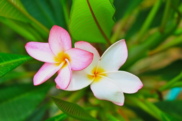 Kwiaty Frangipani