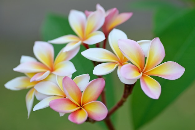 Kwiaty Frangipani