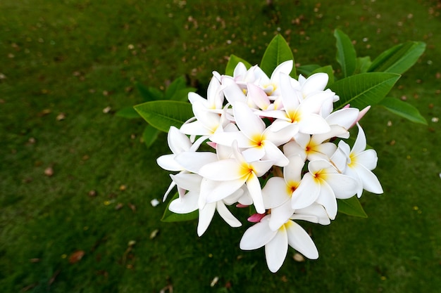 Kwiaty Frangipani