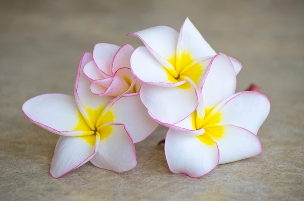 Kwiaty frangipani