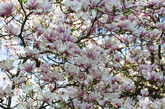 Kwiaty gałęzi drzewa magnolii na niewyraźne tło