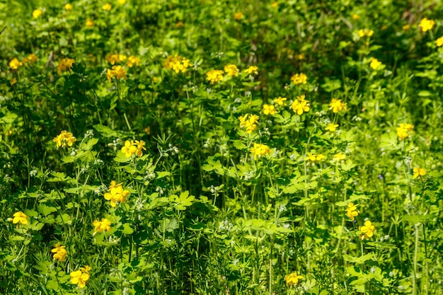 Kwiaty glistnika żółtego w lesie Chelidonium majus powszechnie znane jako jaskółcze jaskółcze lub tetterwort