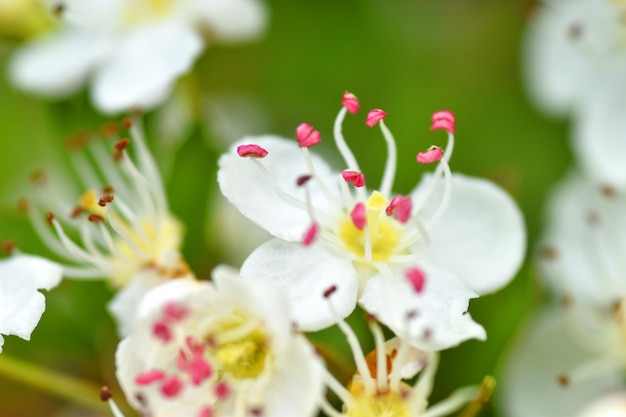 Kwiaty głogu Crataegus monogyna z selektywną ostrością