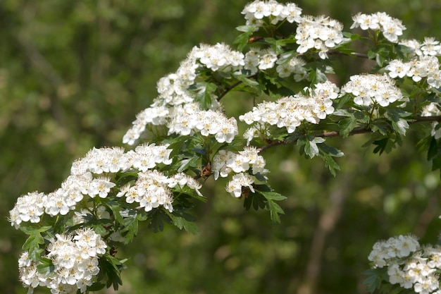 Kwiaty głogu Crataegus monogyna