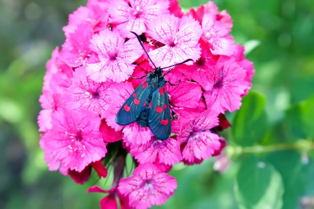 Kwiaty goździków w słońcu. Biszkopt sześciomiejscowy Zygaena filipendulae - ćma latająca.