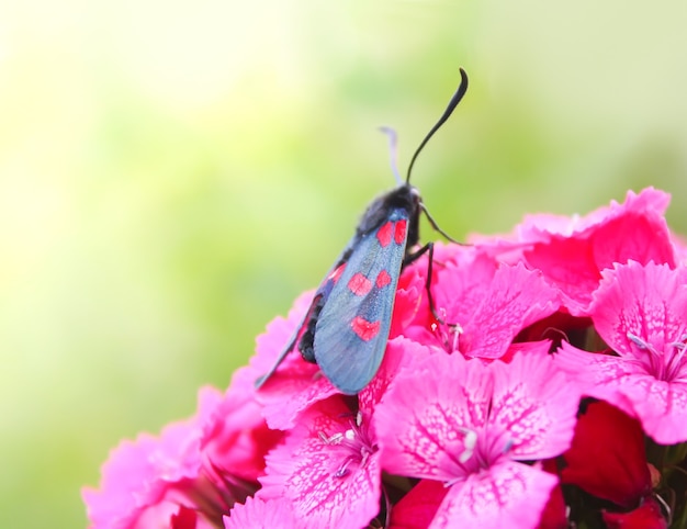 Kwiaty Goździków W Słońcu. Biszkopt Sześciomiejscowy Zygaena Filipendulae - ćma Latająca.