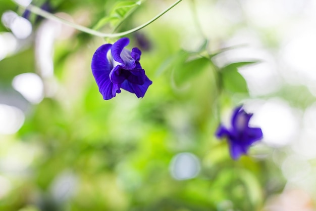 Kwiaty grochu motylkowego są naturalnie pięknymi niebiesko-fioletowymi kwiatami. Może być stosowany jako barwnik spożywczy.