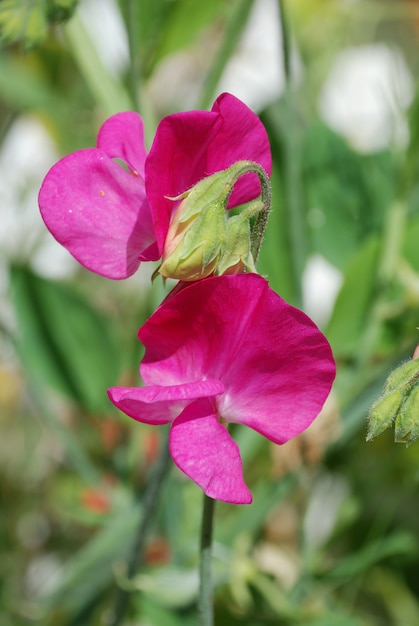 Kwiaty groszku (Lathyrus odoratus)