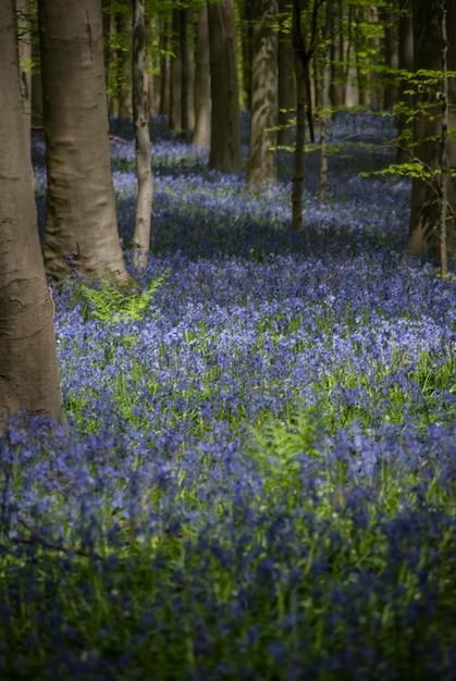 Kwiaty Hallerbos bluebells rosnące w lesie