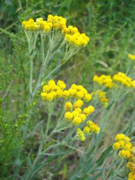 Kwiaty Helichrysum Arenarium Zbliżenie