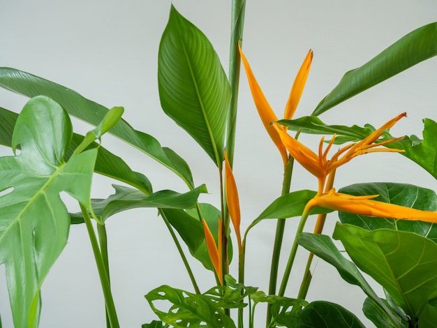 Kwiaty Heliconia i rośliny domowe, zielone liście, naturalne oczyszczanie powietrza za pomocą Monstera, philodendron xanadu, Zamioculcas zamifolia, rośliny węża, figi skrzypcowej w doniczce, słynnego drzewa wewnętrznego