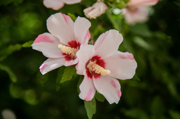 Kwiaty hibiskusa trawiasty krzew z bliska otoczony zielonymi liśćmi