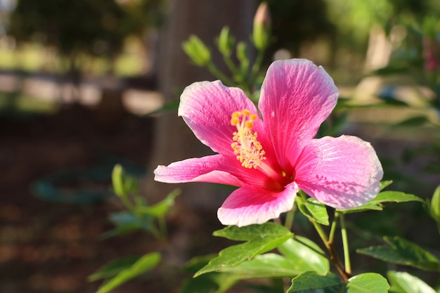 kwiaty hibiskusa w tropikalnym