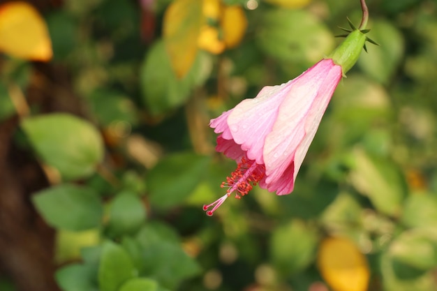 kwiaty hibiskusa w tropikalnym