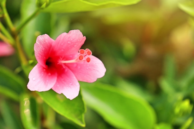 Kwiaty Hibiskusa W Tropikalnym