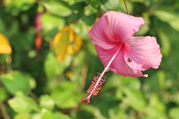 kwiaty hibiskusa w tropikalnym