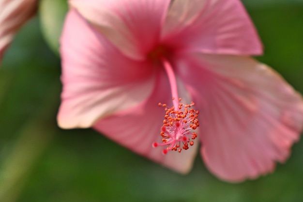 kwiaty hibiskusa w tropikalnym