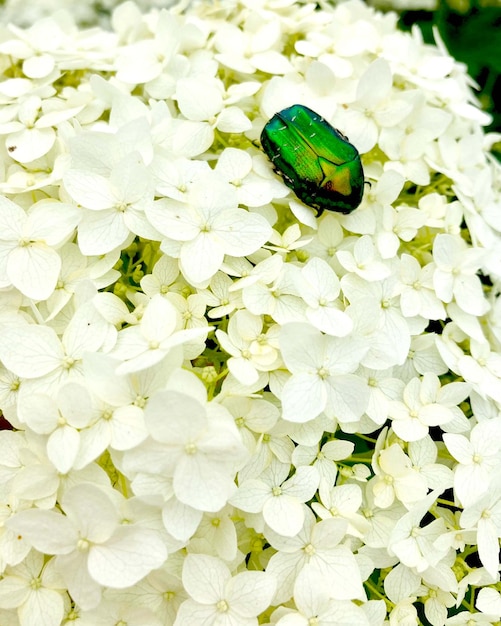 Kwiaty hortensji to biały i zielony piękny chrząszcz. Ilustracja wysokiej jakości