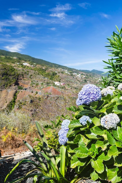 Zdjęcie kwiaty hortensji w la palma w hiszpanii