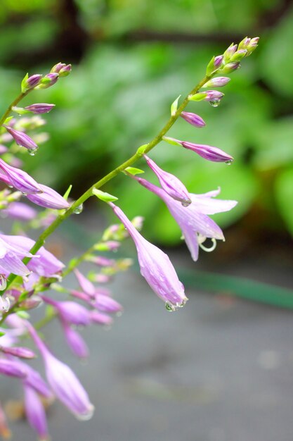 Kwiaty Hosta