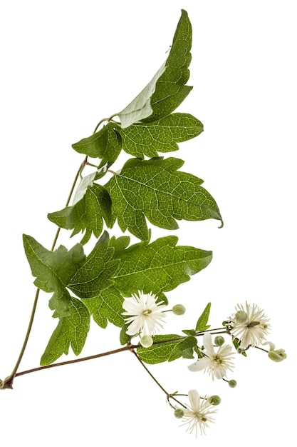 Kwiaty i liście Clematis lat Clematis vitalba L izolowane na białym tle