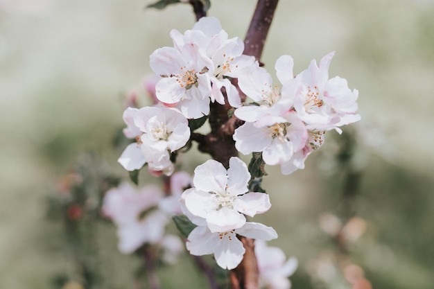 Kwiaty i płatki jabłoni w delikatnym białym różowym pastelowym kolorze w pełnym rozkwicie na gałęzi w ogrodzie podmiejskim domostwie na wsi ogrodnictwo wieś ogrodnictwo wiosna autentyczność krajobraz