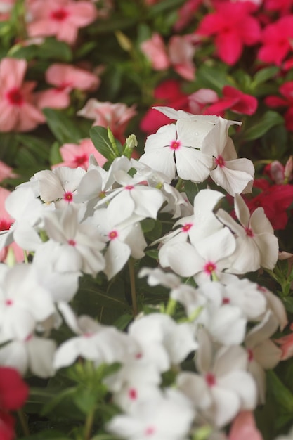 Zdjęcie kwiaty i rośliny mają duchową moc uzdrawiania, która może pomóc ludziom