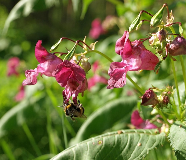 Kwiaty Impatiens glandulifera w naturalnym tle Trzmiel w różowych kwiatach