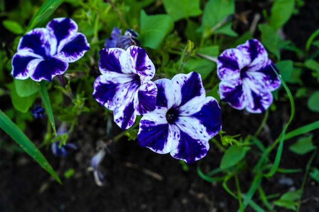 Kwiaty Ipomoea w ogrodzie. Piękne Salpiglossis. Jasna Petunia