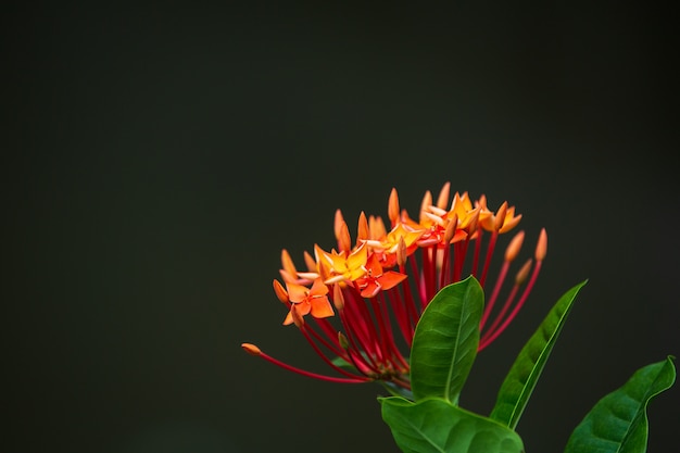 Kwiaty Ixora