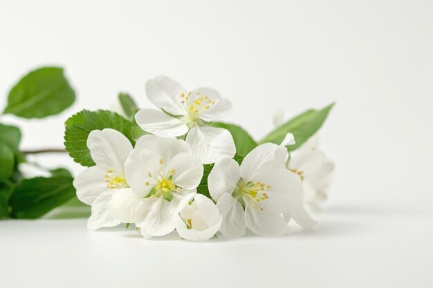 Zdjęcie kwiaty jabłka kwiaty wiosenne na białym z kopią kwiatów kosmicznych