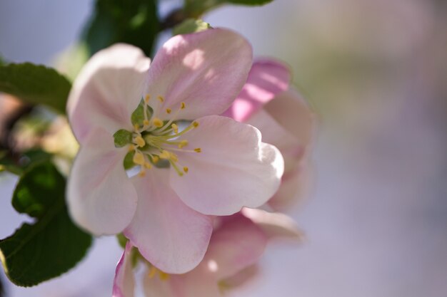 Kwiaty jabłoni na rozmytym tle przyrody