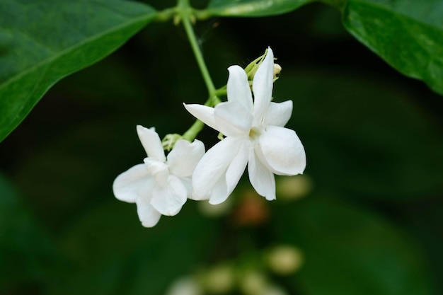 Kwiaty jasminu w ogrodzie ekologicznym w Tajlandii