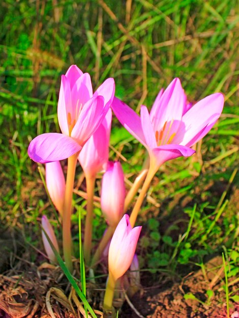 Kwiaty jesiennego Colchicum Piękne różowe kwiaty jesiennego Colchicum kwitnące jesienią Rośliny jesienne