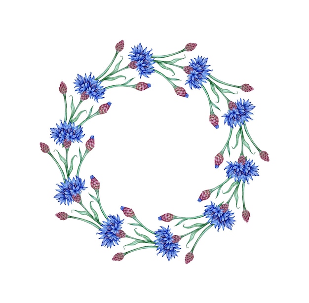 Zdjęcie kwiaty kukurydziane niebieskie kwiaty ramka wieniec w ilustracji akwarelowej element kompozycji botanicznej wyizolowany z tła odpowiedni do kosmetyków aromaterapii medycyny leczenia projektowania opieki