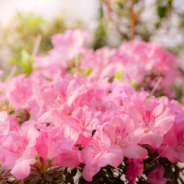 Kwiaty kwitną azalie, różowe rododendronowe pąki