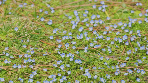 Kwiaty kwitnące natura tło niebieskie kwiaty zapomnienia w ogrodzie myosotis scorpioides