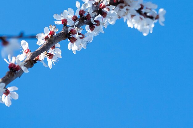 Kwiaty kwitnącej jabłoni wiosną przeciw błękitnemu niebu w słoneczny dzień zbliżenie makro w przyrodzie na zewnątrz.