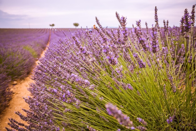 Kwiaty lawendy kwitnące pole, samotne drzewa pod górę o zachodzie słońca. Valensole, Prowansja, Francja, Europa.