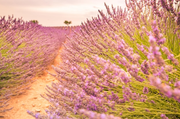 Kwiaty lawendy kwitnące pole, samotne drzewa pod górę o zachodzie słońca. Valensole, Prowansja, Francja, Europa.