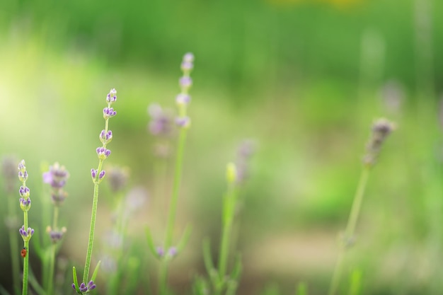 Kwiaty lawendy na tle naturalnej łąki. . Zdjęcie wysokiej jakości