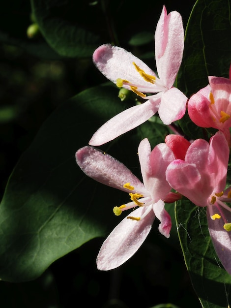 kwiaty Lonicera xylosteum