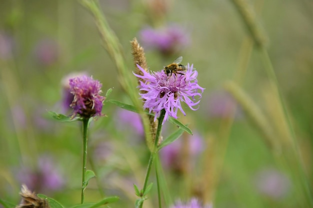 Kwiaty łopianu i pszczoły