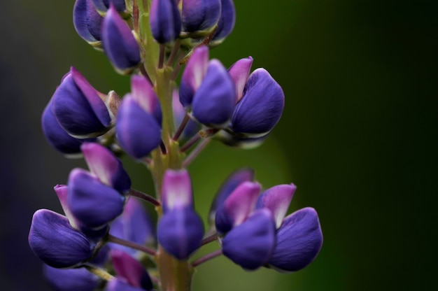 Kwiaty łubinu (rodzaj Lupinus)