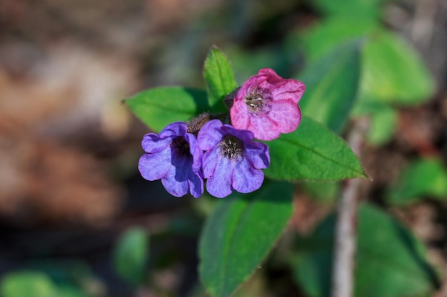 Kwiaty Lungwort z bliska