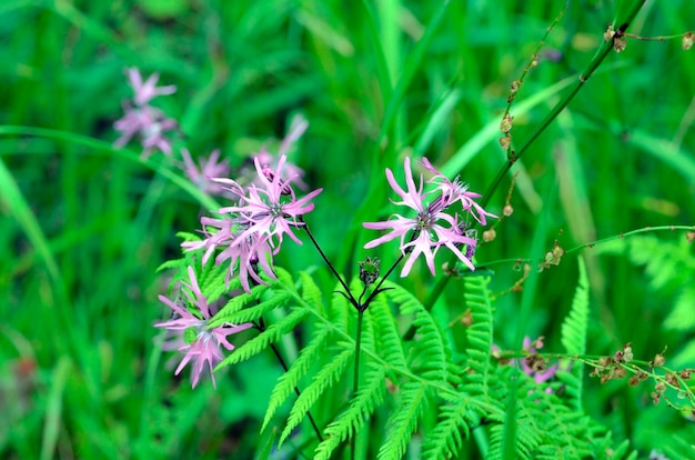 Kwiaty Lychnis flos-cuculi. Las Irati. Nawarra. Hiszpania