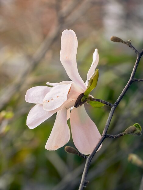 Kwiaty magnolii na wiosnę.