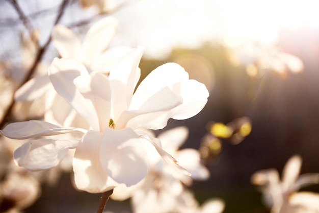 Kwiaty magnolii Yulan w rozkwicie Białe kwiaty drzewa magnolii wiosenny słoneczny dzień przebudzenie przyrody